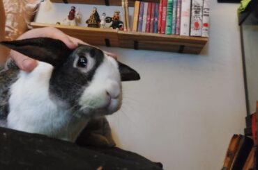 Big Bunjamin photo dump !!!