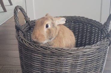 The Easter bunny