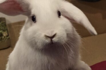 Got any treats?