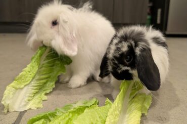 Snack time 🥬