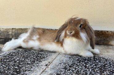 She's relaxing! Flop Mode Active!