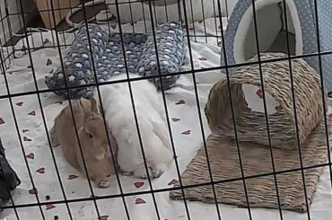Bunny ages estimates?