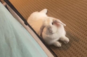 What breed is my bunny? Maybe a mini lop mixed with something else?