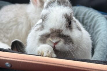 On the way to groomers