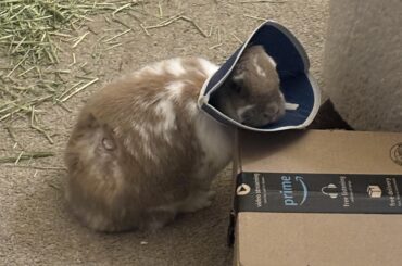 Is it okay for her to be in a cone for a day or two?