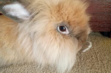 I just got him and have three cats. What can I do for all of them?