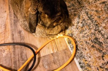 HAND OVER THE NANNERS OR THE CORD GETS IT!!!
