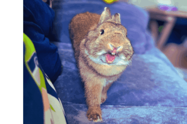 My happy little bun!