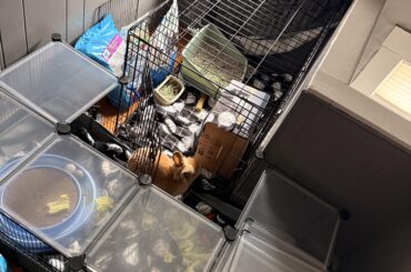 Question on habitat set up