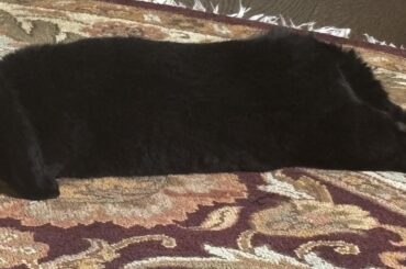 My sleepy seal