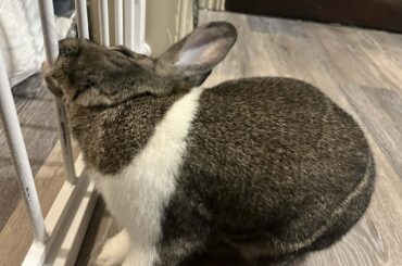 Rabbit loves chewing on the baby gate, should I be worried?