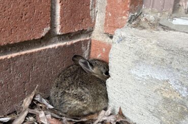 Baby bunny??