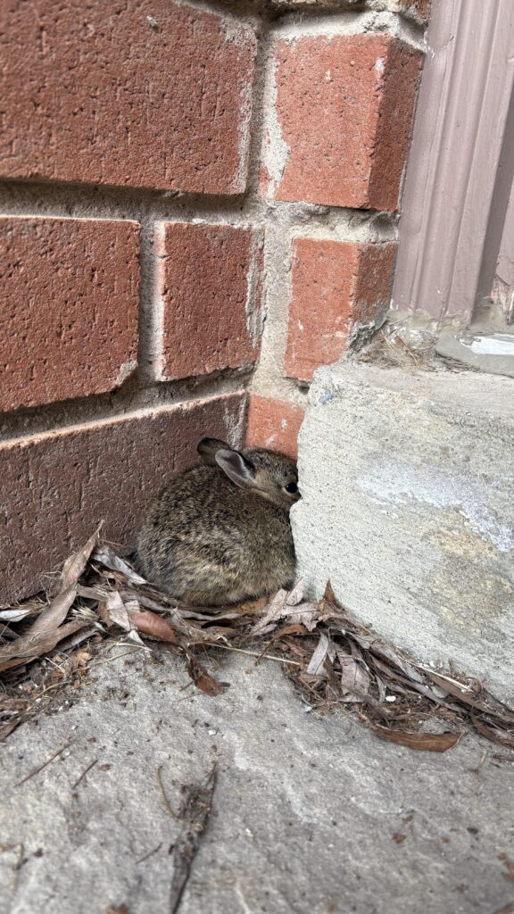 Baby bunny??