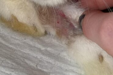 My rabbit has licked his front leg raw