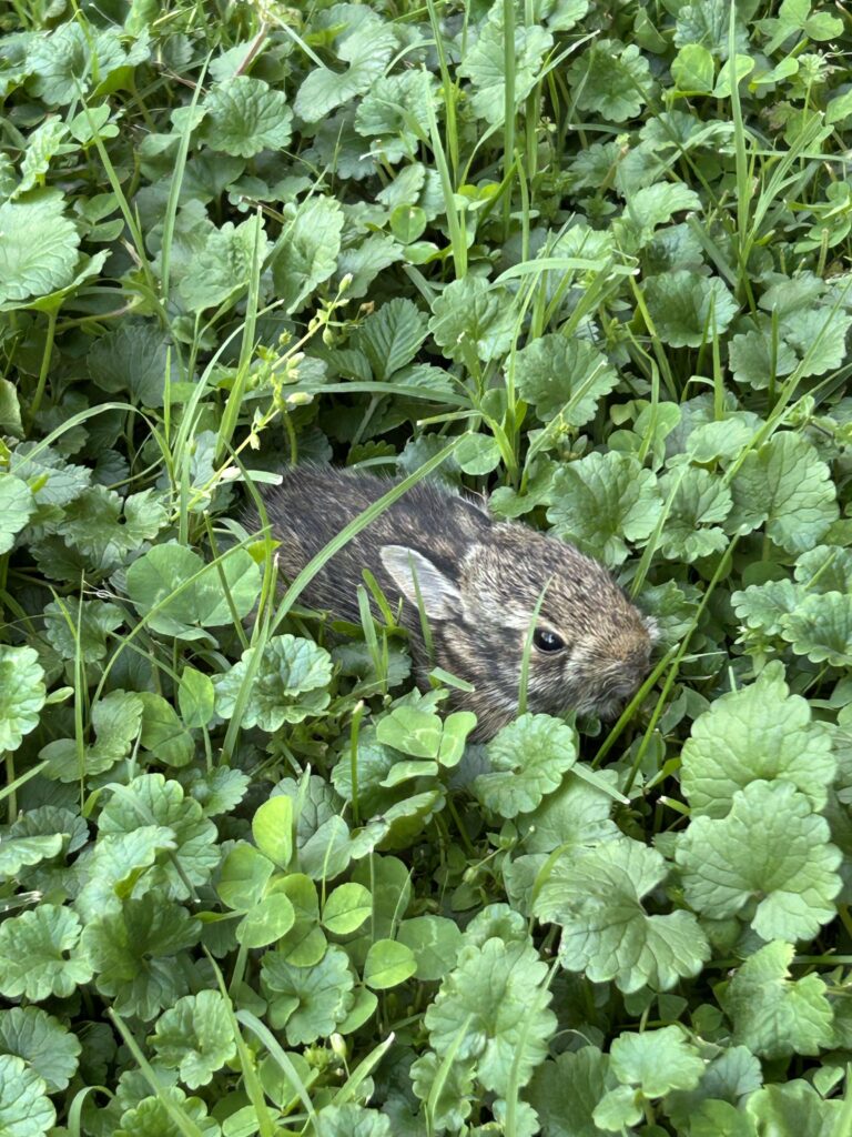 (Update) bunnies old enough to leave nest