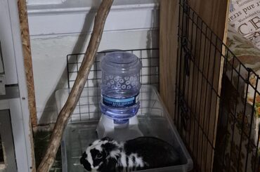 The audacity to thump at ME when I find him doing something he's not supposed to be doing.