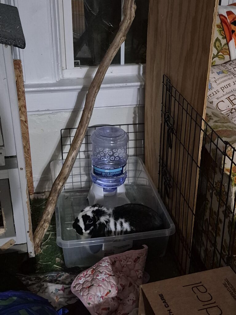 The audacity to thump at ME when I find him doing something he’s not supposed to be doing.