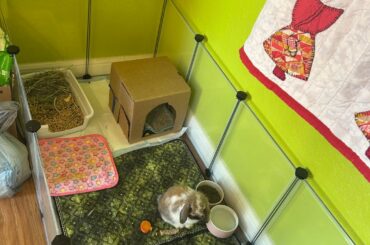 How’s my young bunny’s pen?