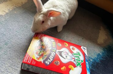 Rabbit safe natural dye?