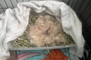 fostering a rabbit who just had babies - need some advice.