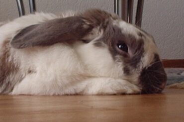 This was my old bunny. Sadly, he passed away a long time ago, but I still miss him so much. He was always incredibly cheerful, super friendly and trusting, and barely ever got scared. Such a sweet little soul 🫶