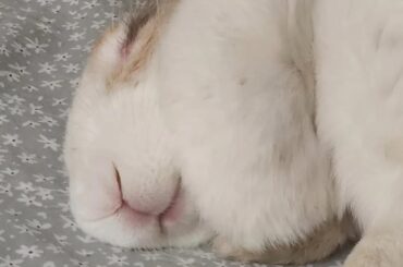 does your bun smile