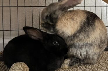 Fell in love with these two at a farm a few weeks ago and just brought them home today