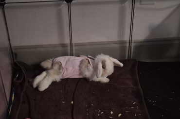 Derpy Dottie