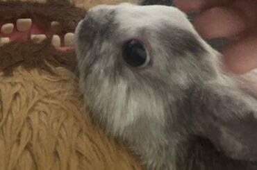 what does my bunny want?