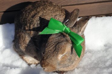 my little easter bunny ❤