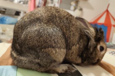 Why does my bun stop melting halfway?