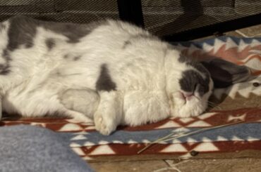 Sleepy Ralphie Mouf