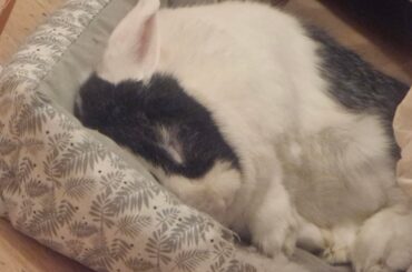 Biiiiiiig nap after a long day of being sassy