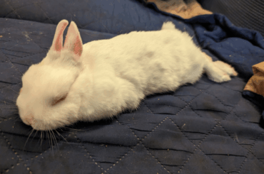 I pat her too much, she melted ☹️