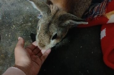 Help, I think this bunny is wild