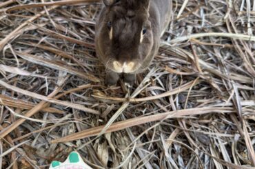 Advice on letting bunny outside?