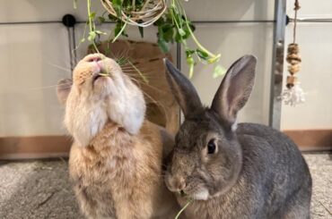 Advice needed on litter box habits