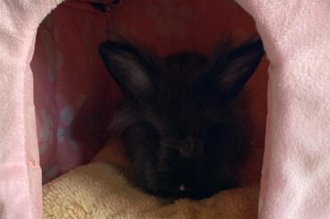 Meet my princess, suni!!