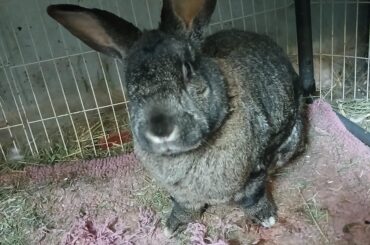 I love her but it's time to shame her for what she did to her rug! In all fairness, she started eating the hay - I had placed it 6" too far away so shame me I guess