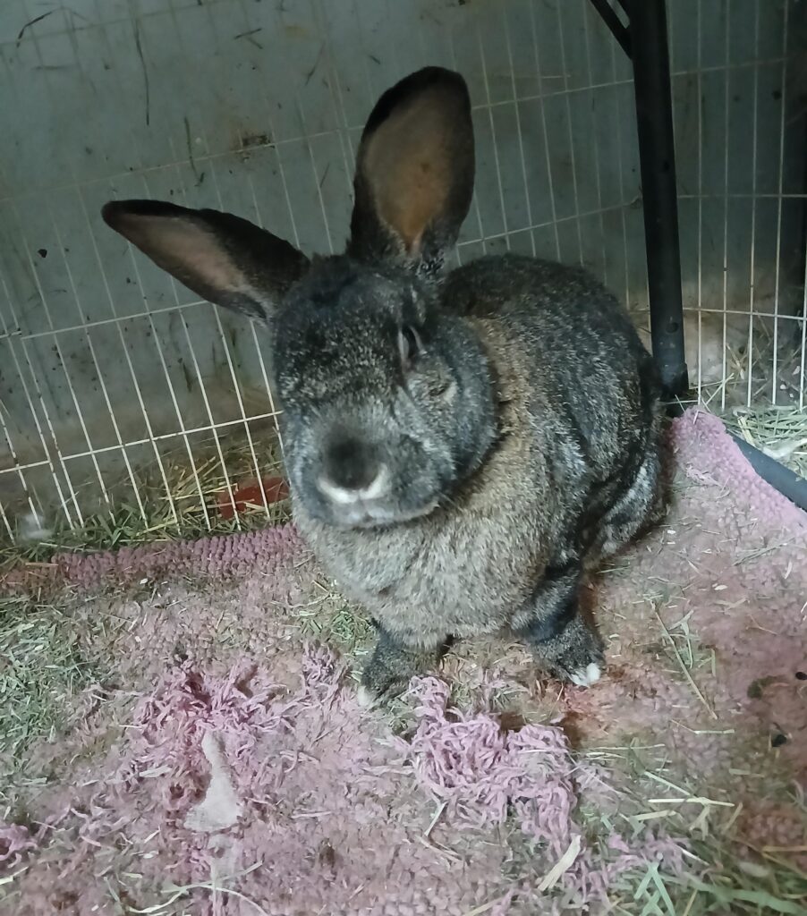 I love her but it’s time to shame her for what she did to her rug! In all fairness, she started eating the hay – I had placed it 6″ too far away so shame me I guess