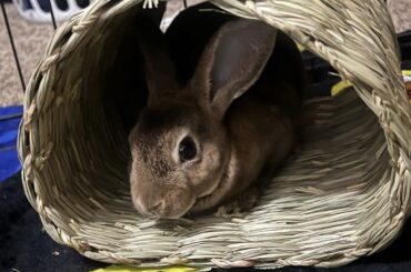 New to bunnies!