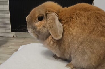 My sweet bunny
