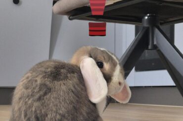 Bollo when he hears anything resembling a bag of treats 🐰❗️