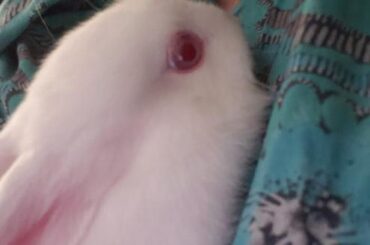 help!! rabbit escaped and wandering in phoenix AZ