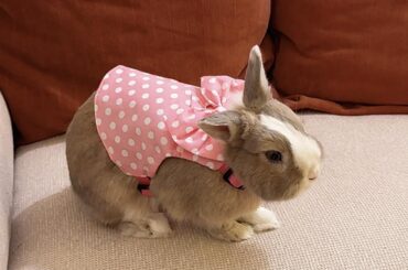 Advice on E. cuniculi positive rabbit