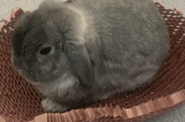New to bunnies and want tips
