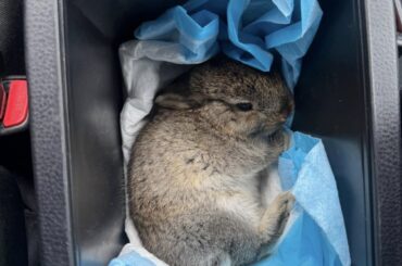 How old does this bunny look? I want to throw him a birthday party.