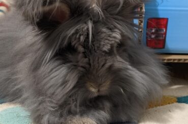 his wee brown feetsies and white toe fluff thooooo😍