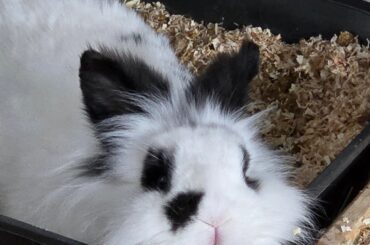 my bunny looked extra cute today so I had to share