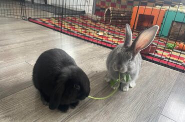 OMG my bunnies doing Lady and the Tramp cosplay !